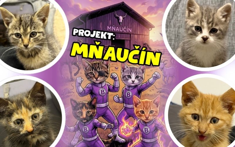 Projekt Mňaučín