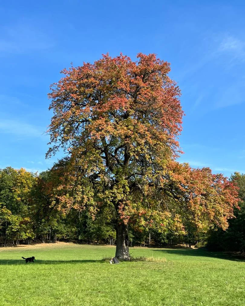 Strom – 16. október 2022