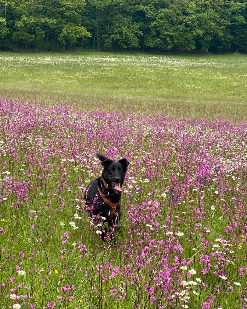 Kvetinové pole 2021