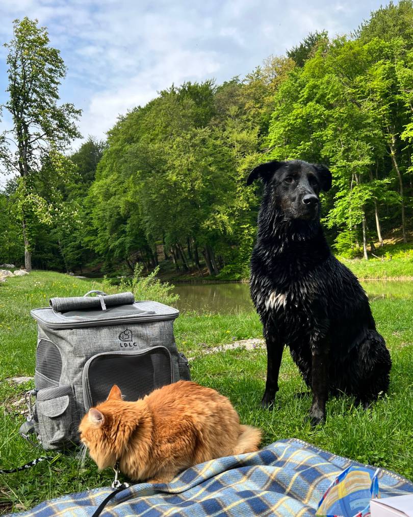 Piknik na Prekážke