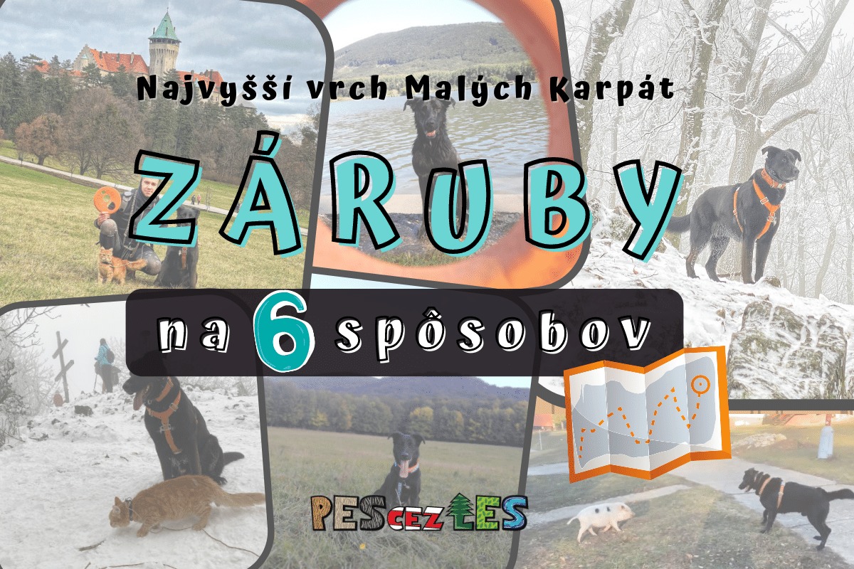 You are currently viewing Záruby na 6 spôsobov (so psom)